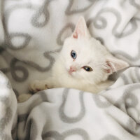 Scottish Fold, Kedi  Santorini fotoğrafı