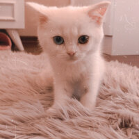 Scottish Fold, Kedi  Santorini fotoğrafı