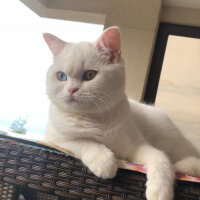 Scottish Fold, Kedi  Santorini fotoğrafı