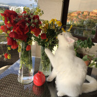 Scottish Fold, Kedi  Santorini fotoğrafı