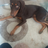 Doberman Pinscher, Köpek  Dekstır fotoğrafı