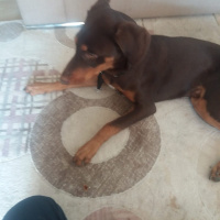 Doberman Pinscher, Köpek  Dekstır fotoğrafı