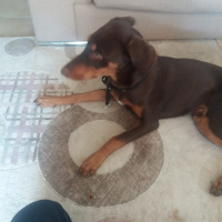 Doberman Pinscher, Köpek  Dekstır fotoğrafı