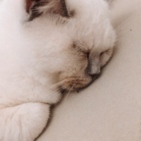 British Shorthair, Kedi  Martin fotoğrafı