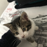 Tekir Kedi, Kedi  Kirpi fotoğrafı