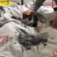 Tekir Kedi, Kedi  Kirpi fotoğrafı