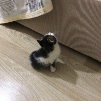 Tekir Kedi, Kedi  Kirpi fotoğrafı