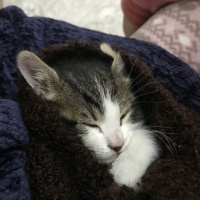 Tekir Kedi, Kedi  Kirpi fotoğrafı