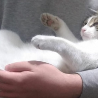 Tekir Kedi, Kedi  Shireen fotoğrafı