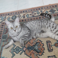 British Shorthair, Kedi  Zeyna fotoğrafı