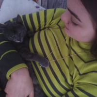 Tekir Kedi, Kedi  Kivçik fotoğrafı