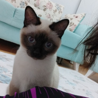 Siyam Kedisi, Kedi  MİLA fotoğrafı