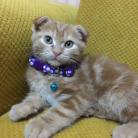 Scottish Fold, Kedi  Kaju fotoğrafı