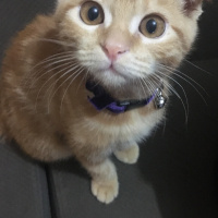 Scottish Fold, Kedi  Kaju fotoğrafı