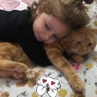 Scottish Fold, Kedi  Kaju fotoğrafı