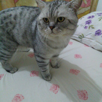 British Shorthair, Kedi  Piko fotoğrafı