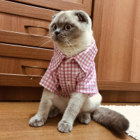 Scottish Fold, Kedi  Liza fotoğrafı
