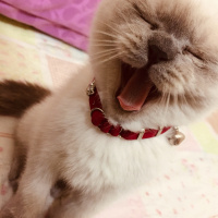 Scottish Fold, Kedi  Liza fotoğrafı