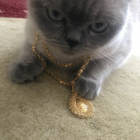 Scottish Fold, Kedi  Liza fotoğrafı