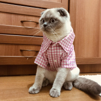 Scottish Fold, Kedi  Liza fotoğrafı