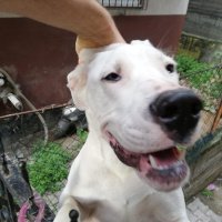 Dogo Arjantin, Köpek  Tayga fotoğrafı