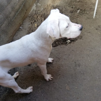 Dogo Arjantin, Köpek  Tayga fotoğrafı