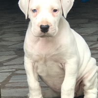 Dogo Arjantin, Köpek  Tayga fotoğrafı