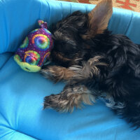 Yorkshire Terrier, Köpek  Alex fotoğrafı