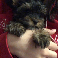 Yorkshire Terrier, Köpek  Alex fotoğrafı