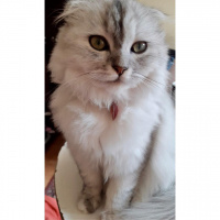 Scottish Fold, Kedi  Lidya fotoğrafı