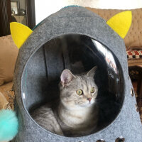 British Shorthair, Kedi  Pars fotoğrafı