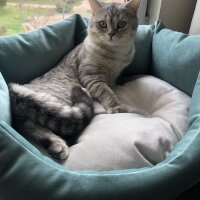 British Shorthair, Kedi  Pars fotoğrafı