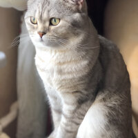 British Shorthair, Kedi  Pars fotoğrafı