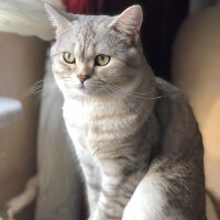 British Shorthair, Kedi  Pars fotoğrafı