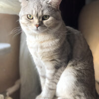 British Shorthair, Kedi  Pars fotoğrafı