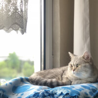 British Shorthair, Kedi  Pars fotoğrafı