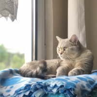 British Shorthair, Kedi  Pars fotoğrafı