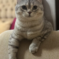 British Shorthair, Kedi  Pars fotoğrafı