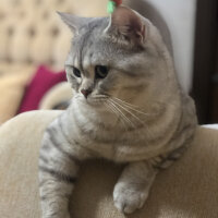 British Shorthair, Kedi  Pars fotoğrafı