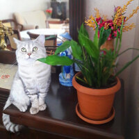 British Shorthair, Kedi  Pars fotoğrafı