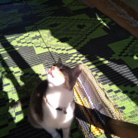 Tekir Kedi, Kedi  Limon fotoğrafı