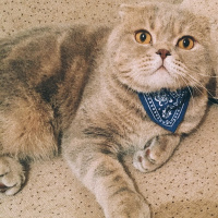 Scottish Fold, Kedi  Carlos fotoğrafı