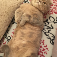 Scottish Fold, Kedi  Carlos fotoğrafı