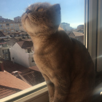 Scottish Fold, Kedi  Carlos fotoğrafı