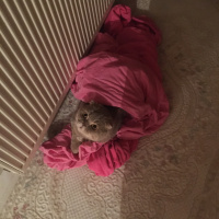 Scottish Fold, Kedi  Carlos fotoğrafı