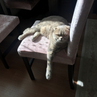 Scottish Fold, Kedi  Carlos fotoğrafı