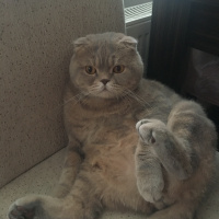 Scottish Fold, Kedi  Carlos fotoğrafı