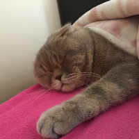 Scottish Fold, Kedi  Carlos fotoğrafı