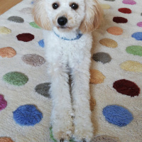 Poodle(Standart Kaniş), Köpek  Shila fotoğrafı