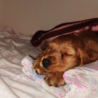 Amerikan Cocker Spaniel, Köpek  Tarçın fotoğrafı